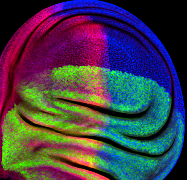 Immunofluorescent image of a Drosophila wing disc labeled with DSHB antibody 2A1 against Cubitus Interruptus (red). PMID: 37847757, Fig. 1D.